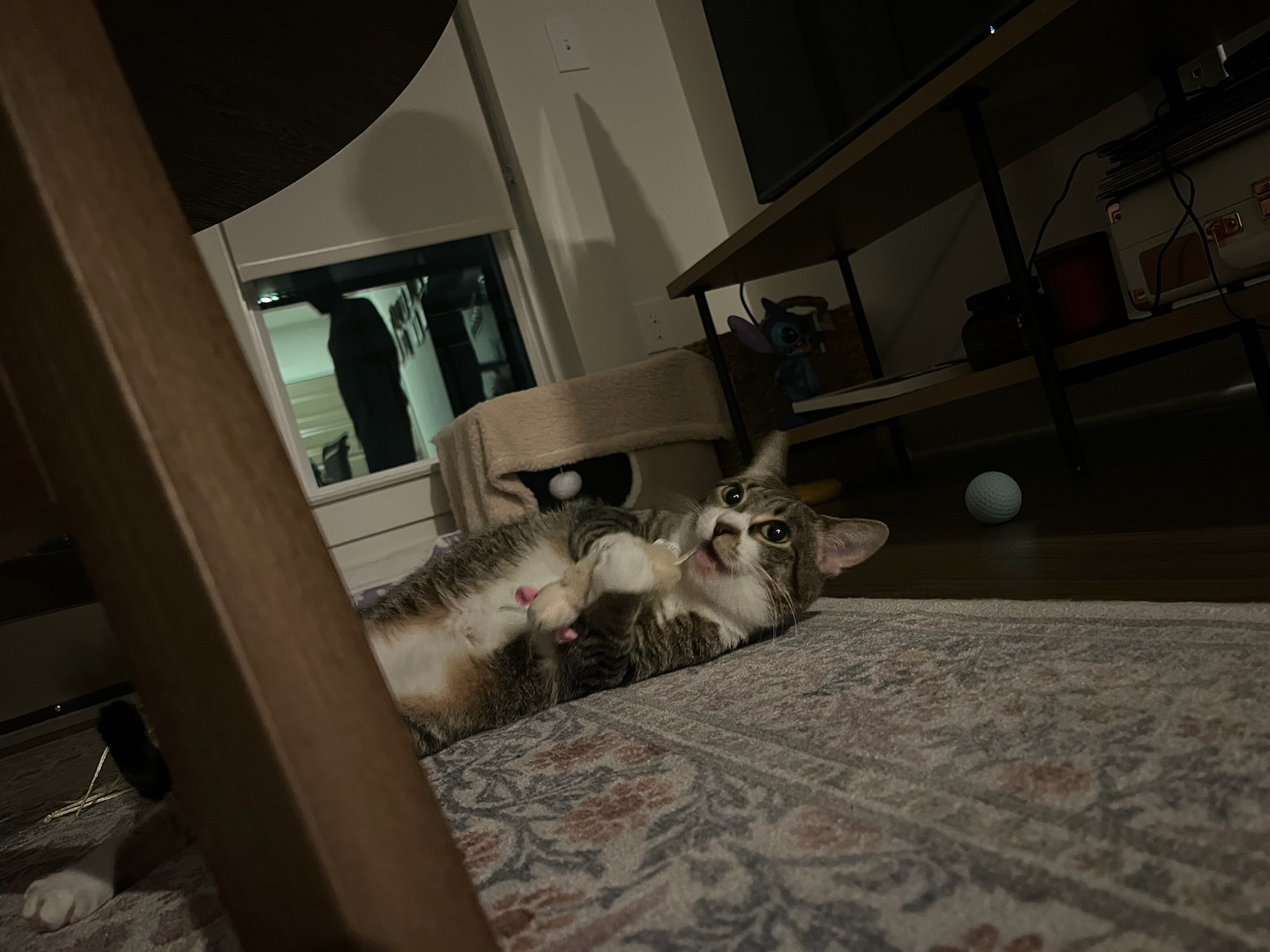 Daisy laying on a bed
